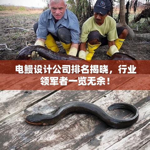电鳗设计公司排名揭晓，行业领军者一览无余！