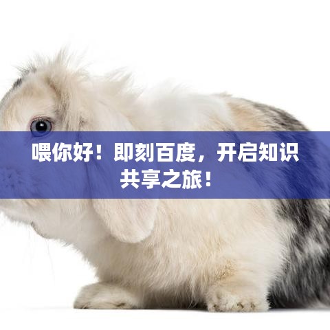 喂你好！即刻百度，开启知识共享之旅！