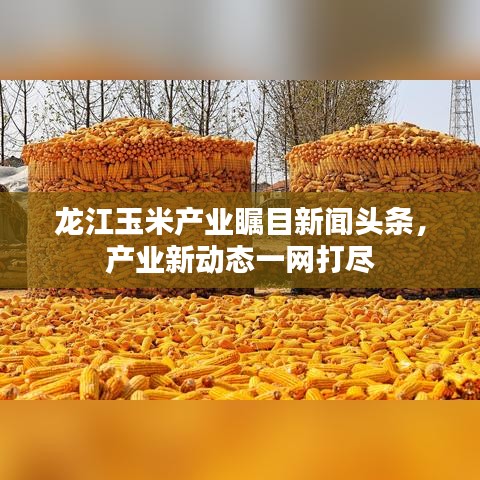 龙江玉米产业瞩目新闻头条，产业新动态一网打尽