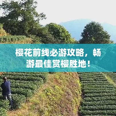 樱花前线必游攻略，畅游最佳赏樱胜地！