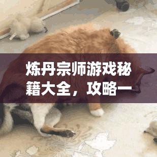 炼丹宗师游戏秘籍大全，攻略一网打尽！