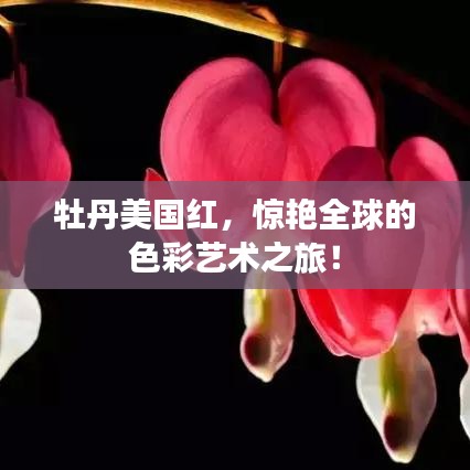 牡丹美国红，惊艳全球的色彩艺术之旅！
