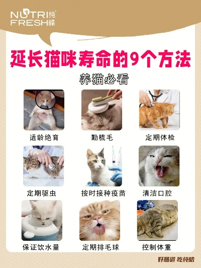 猫咪最新版本,持久设计方案策略-经典款_v6.896