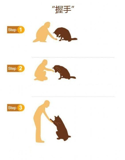 掌握这10招，你也是训宠手游及文本转换器官方下载_安全性计划解析_运动版_v4.104大神！